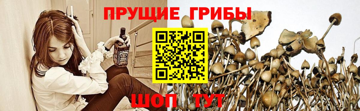 Грозный  Псилоцибиновые грибы Cubensis  Вход с VPN 
